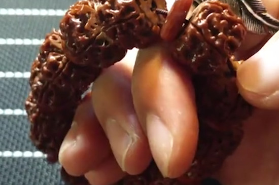 金刚菩提正确清理方法