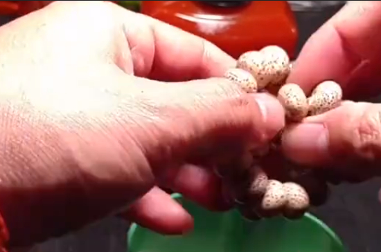 金刚菩提子保养方法