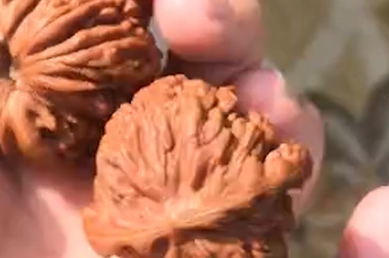 核桃快速包浆偏方
