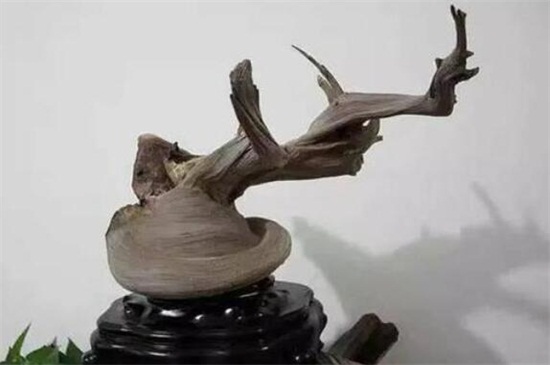 崖柏怎么辨别真假