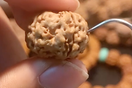 金刚菩提如何分辨药籽