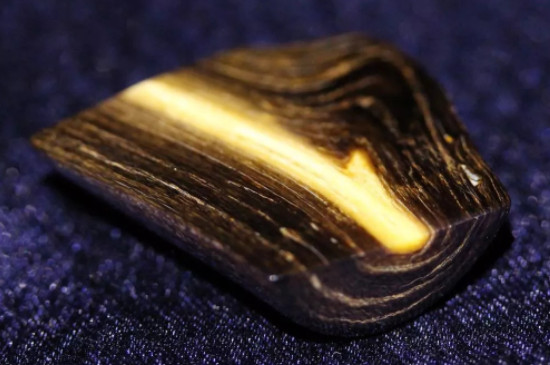 金珊瑚与金海柳区别